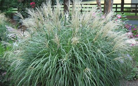 Les miracles du miscanthus